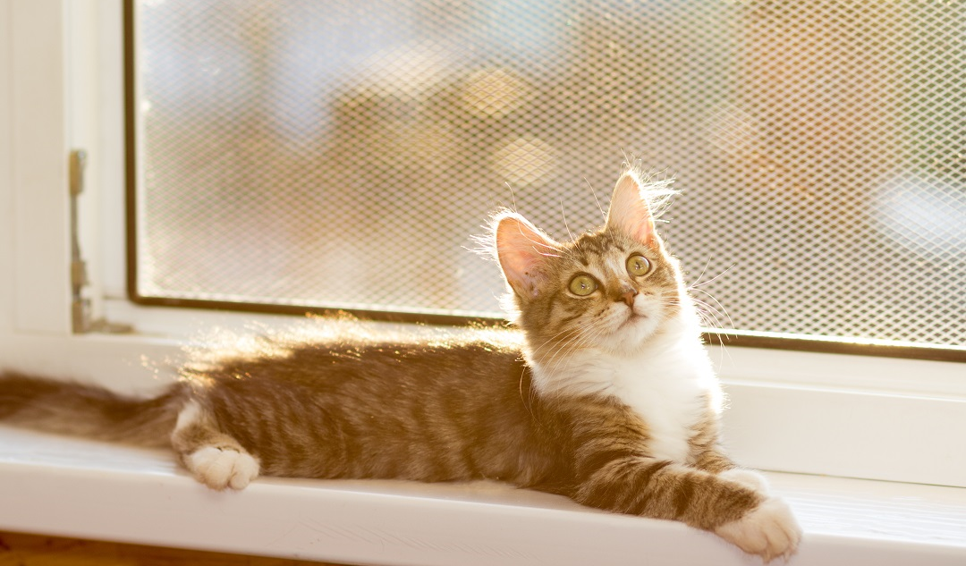 Cómo proteger a las mascotas de las caídas desde ventanas? Mosquiteras para  gatos como alternativa a una red de protección, Blog