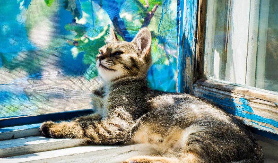 Mosquitera para gatos fija con tela resistente