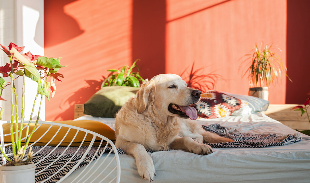 calor ventiladores