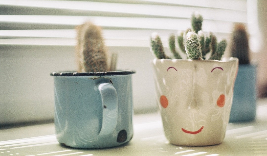 las plantas son una de las maneras para decorar un piso alquilado