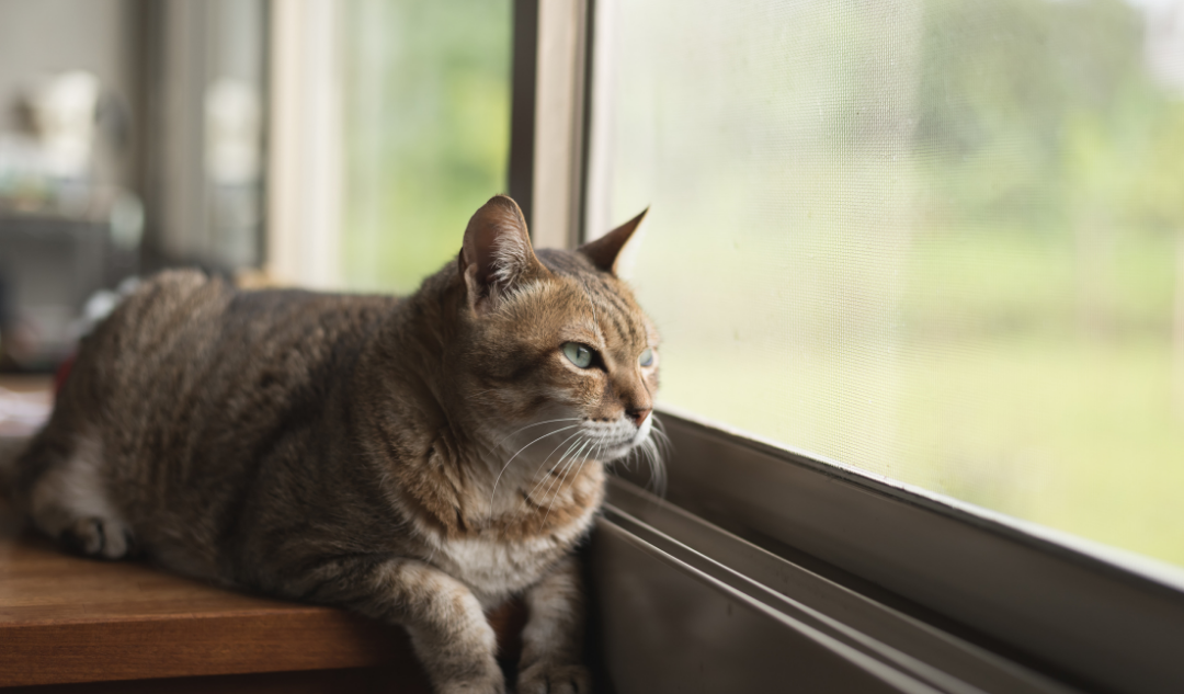 mosquiteras para gatos deben tener una malla reforzada especial